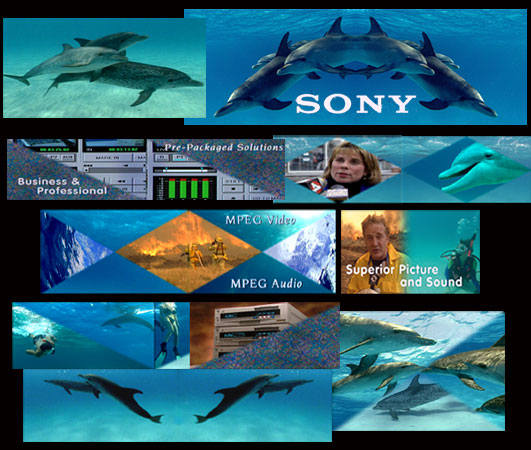 Digital Dolphins Images