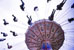 Coney Island, NY